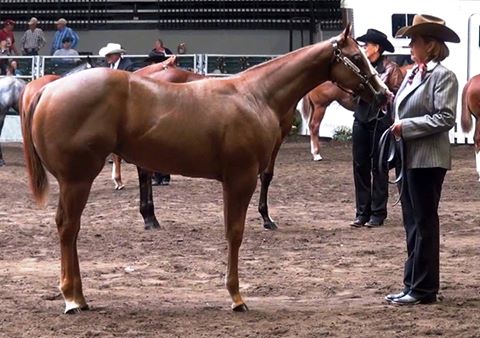 Equi-Gloss